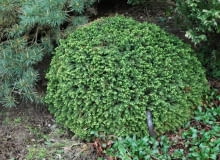 Świerk pospolity 'Little Gem'