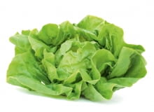 Sałata masłowa ma delikatne duże liście, jasno- lub ciemnozielone, a czasami czerwonawe. Środkowe tworzą luźną główkę. Świeże są lekko mięsiste i łagodne w smaku. Łatwo tracą jędrność, np. po skropieniu cytryną czy polaniu sosem. Sałata masłowa ma delikatne duże liście, jasno- lub ciemnozielone, a czasami czerwonawe. Środkowe tworzą luźną główkę. Świeże są lekko mięsiste i łagodne w smaku. Łatwo tracą jędrność, np. po skropieniu cytryną czy polaniu sosem.