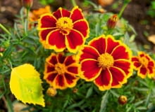 Aksamitka rozpierzchła 'Harlequin'