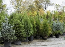 iglaki mikoryza iglaki mikoryza