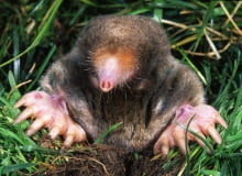 Kret. Jak pozbyć się kreta