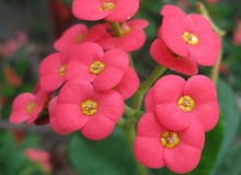 Wilczomlecz lśniący Wilczomlecz lśniący