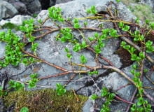 Wierzba alpejska rozwija liście, gdy stopnieje śnieg.