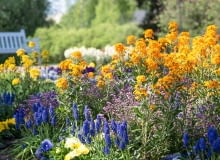 Lak pospolity (Erysimum cheiri) Lak pospolity (Erysimum cheiri)