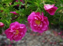 Róża okrywowa Dart's Defender Róża okrywowa Dart's Defender