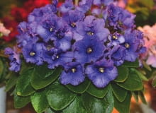 LIŚCIE FIOŁKÓW afrykańskich powinny być ciemnozielone z wierzchu. Zmiana barwy świadczy o błędach w uprawie. LIŚCIE FIOŁKÓW afrykańskich powinny być ciemnozielone z wierzchu. Zmiana barwy świadczy o błędach w uprawie.