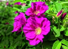 Dla takich pachnących kwiatów warto pielęgnować nawet stare okazy róży pomarszczonej. Dla takich pachnących kwiatów warto pielęgnować nawet stare okazy róży pomarszczonej.