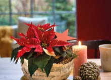 Własnoręcznie wykonane misy z poinsecjami Własnoręcznie wykonane misy z poinsecjami