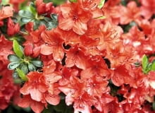 Azalia 'Geisha Orange' to odmiana o zwartym pokroju. Osiąga wysokość zaledwie 40 cm. Rozrasta się na szerokość 70 cm. Ma dość duże kwiaty o koralowej barwie, rozwijające się w drugiej połowie maja 12.05.2009 PISARZOWICE SZKOLKA KRZEWOW OZDOBNYCH - EUGENIUSZ PUDELEK N/Z AZALIA JAPONSKA " GEISCHA " FOT. MICHAL MUTOR / AGENCJA GAZETA