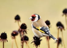 Szczygieł chętnie skubie suche kwiatostany jeżówek i ostów. Szczygieł chętnie skubie suche kwiatostany jeżówek i ostów.