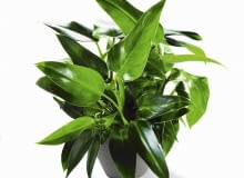 Plamy chorobowe na liściach filodendrona są rozmyte i mają brunatno -żółtą barwę. Plamy chorobowe na liściach filodendrona są rozmyte i mają brunatno -żółtą barwę.