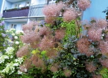 Okazały Perukowiec w czerwcu zachwyca mgławicą kwiatów. Okazały Perukowiec w czerwcu zachwyca mgławicą kwiatów.