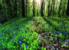 Leśny dywan z barwinka zdobi delikatny deseń błękitnych kwiatków.