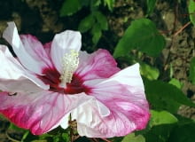 Hibiskus Hibiskus