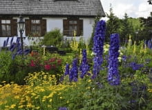 Ostróżki, dziewanny i malwy świetnie wpisują się w pejzaż XIX-wiecznego dworku Łukowiska. Ostróżki, dziewanny i malwy świetnie wpisują się w pejzaż XIX-wiecznego dworku Łukowiska.