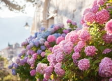 Jak i kiedy przycinać hortensje? Poradnik praktyczny