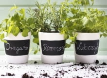 Zioła w doniczkach Zioła w doniczkach