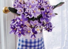 Verschenkidee - Usambaraveilchen in Karotasche ('Chimera') SLOWA KLUCZOWE: Blume Blumen BlA?te BlA?ten Deco Deko Dekoration Fenster Florales Geschenk Geschenke Geschenkidee HobbygÄ'rtner Idee Karo Mitbringsel Niemand Saintpaulia Tasche Usambara Usambaraveilchen blau floral hA!ngen kariert Hochformat