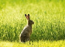 Szarak - z wyjątkiem okresu rui - jest samotnikiem. Wzrok ma niezbyt ostry, ale reaguje na najmniejszy ruch. Odznacza się także świetnym słuchem