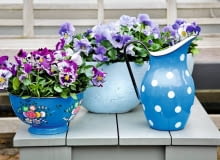 Wzbudzają wyłącznie pozytywne emocje - widok tych uśmiechniętych kwiatków każdemu z nas poprawia humor. A na dodatek kwitną od maja aż do października. Kochajmy więc i sadźmy bratki. <BR />Najlepiej rosną na balkonach wychodzących na wschód, gdzie mają zarówno nieco słońca, jak i względny chłód. <BR /> Wymagają żyznej, dobrze przepuszczalnej gleby. Nie sadźmy ich zbyt głęboko i nie zagęszczajmy nadmiernie - optymalna odległość między roślinami to około 20 cm. <BR /> Najlepszą porą na podlewanie jest poranek. Jeśli o tym zapomnimy i kwiaty zwiędną, po nawodnieniu szybko odżyją. <BR />Gdy bratki zbytnio się wyciągną, przytnijmy je 5 cm nad ziemią, wtedy znów ładnie się rozkrzewią.<BR /> ROŚLINY BALKONOWE. Swojskie klimaty. Bratki znakomicie wyglądają w glinianych donicach, kolorowych misach, a nawet w przerobionych kuchennych naczyniach, np. garnkach i durszlakach.