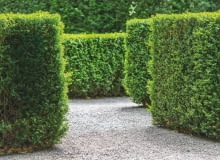 Żywopłoty też chorują Żywopłoty też chorują