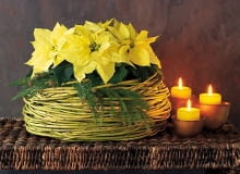 Ozdoby i dekoracje świąteczne na Boże Narodzenie. Stroiki bożonarodzeniowe. Kremowa poinsecja jest tak urokliwa, że nie potrzebuje wiele ozdób. Wystarczą gałązki jałowca i osłonka uwita z pędów derenia złotokorego