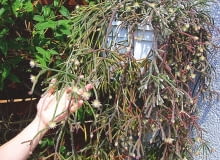 RYPSALIS warto zawiesić latem na półcienistym balkonie. RYPSALIS warto zawiesić latem na półcienistym balkonie.