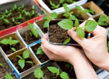 Przygotowania. Rośliny, które sami uprawialiśmy pod dachem, wystawiamy w ciepłe dni na zewnątrz, w osłonięte od wiatru i lekko ocienione miejsca. Dzięki temu po wysadzeniu na miejsce stałe nie doznają szoku, który zahamuje ich rozwój. Natomiast rozsada kupowana od ogrodników jest już zahartowana. Kilka-kilkanaście godzin przed przesadzaniem rośliny podlewamy, by były jędrne, a ziemia dobrze obklejała korzenie i chroniła je przed uszkodzeniem. Gleba powinna być wcześniej dobrze odchwaszczona, nawieziona, spulchniona, a poprzedniego dnia - podlana. Przygotowujemy w niej rowki lub dołki dla roślin. Przygotowania. Rośliny, które sami uprawialiśmy pod dachem, wystawiamy w ciepłe dni na zewnątrz, w osłonięte od wiatru i lekko ocienione miejsca. Dzięki temu po wysadzeniu na miejsce stałe nie doznają szoku, który zahamuje ich rozwój. Natomiast rozsada kupowana od ogrodników jest już zahartowana. Kilka-kilkanaście godzin przed przesadzaniem rośliny podlewamy, by były jędrne, a ziemia dobrze obklejała korzenie i chroniła je przed uszkodzeniem. Gleba powinna być wcześniej dobrze odchwaszczona, nawieziona, spulchniona, a poprzedniego dnia - podlana. Przygotowujemy w niej rowki lub dołki dla roślin.