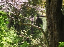 Kwitnący judaszowiec południowy (Cercis siliquastrum) - jego kwiaty pojawiają się bezpośrednio na pniu i konarach 14.05.2008 WARSZAWA OGROD BOTANICZNY PAN AL UJAZDOWSKIE DLA CZASOPISMA OGRODY FOT. ARKADIUSZ SCICHOCKI / AGENCJA GAZETA