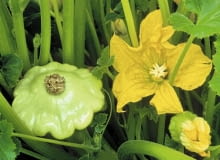 Złociste kwiaty patisonów również są jadalne