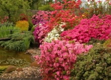 24.05.2004 PIASECZNO SZKOLKA ROSLIN OZDOBNYCH KRZEWY LISCIASTE KWIATY WIOSNA AZALIA RHODODENDRON