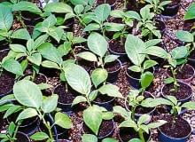 Odmiany wielolenich datur łatwo rozmnaża się z sadzonek