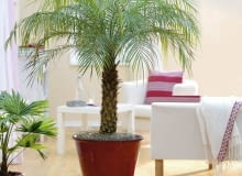 Daktylowiec niski (Phoenix roebelenii) w naturze i w mieszkaniu dorasta do 2 m. Potrzebuje ciepła przez cały rok. Phoenix roebelenii ( Zwergdattelpalme ) im roten Übertopf 61032327 SLOWA KLUCZOWE: 000 Grünpflanze Palme Portrait Topf Wohnzimmer Zimmerpflanze ganzjährig Frühling Sommer Herbst Winter hoch innen msgnp10