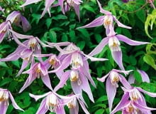 POWOJNIK ALPEJSKI ' RUBY ' CLEMATIS - ROSLINA , PNACZE , KWIATY FOT. LILIANNA SOKOLOWSKA PUBLIKACJA KWIETNIK NR 5 (197) - 5 2011