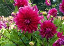 Dekoracyjna odmiana dalii 'Jocondo'. SLOWA KLUCZOWE: cebule cebulki cnb holandia karpa karpy kwiat kwiaty JOCONDO - Decoratief