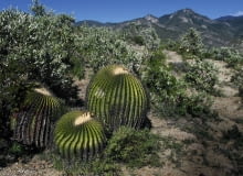 Kuliste kaktusy mogą osiągać ogromne rozmiary, jak ten półtorametrowy Echinocactus ingens w środkowym Meksyku.