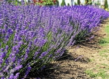 Okazy uzyskane z rozmnażania wegetatywnego (np. kopczykowania) mają wyrównany wzrost. Siewki mogą się trochę różnić. Okazy uzyskane z rozmnażania wegetatywnego (np. kopczykowania) mają wyrównany wzrost. Siewki mogą się trochę różnić.