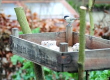 Dla ptaków roztapiam w rondlu kostkę czystego niesolonego smalcu, a w mikserze kruszę kilka suchych kromek pełnoziarnistego chleba. Mieszam to wszystko z ćwiartką kilograma rozdrobnionego łuskanego słonecznika. Masę tłuszczową dzielę na porcje, i odkładam, by stężały w lodówce. Potem stopniowo wynoszę je do karmnika.