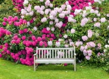 Zdrowe różaneczniki kwitną co roku w maju i czerwcu. Zdrowe różaneczniki kwitną co roku w maju i czerwcu.