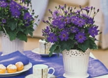 Starzec popielnik (Senecio cruentus) Starzec popielnik (Senecio cruentus)