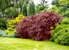 Krzew o czerwonych liściach (Berberys Thunberga). Najlepiej posadzić go w południowo-wschodniej części ogrody, która według szkoły kompasu jest sferą bogactwa. Taka lokalizacja powinna korzystnie wpłynąć na stan naszych finansów. ONE TIME USE ONLY DO JEDNORAZOWEGO UZYCIA SZKOLKARZE