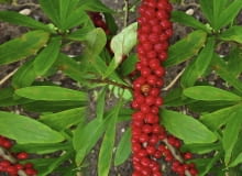 5. Wawrzynek wilczełyko (Daphne mezereum) Owoce zawierają dafnetoksynę i mezereinę. Powodują drętwienie ust, puchnięcie twarzy, ślinotok, bóle brzucha, wymioty, biegunkę, odurzenie, uszkodzenie nerek. Już 10 owoców jest dawką śmiertelną. Na szczęście mają palący smak, więc odruchowo się je wypluwa. Nie są natomiast trujące dla ptaków.