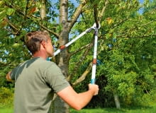 Sekatory z długimi uchwytami pozwalają ciąć nawet dość grube gałęzie drzew