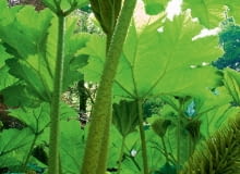 Gunnera olbrzymia w tropikach wznosi liście na wysokość 3-5 m. !BBNWB6 Gunnera manicata in spring