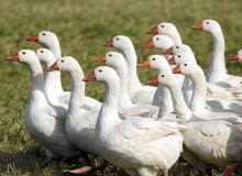 Gesi FOT. DANIEL PACH / URZAD MARSZALKOWSKI