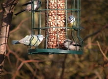 Sikorki w karmniku Sikorki w karmniku