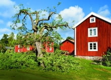 Stara jabłoń po silnym przycięciu ma niższą, dobrze oświetloną koronę. Po prawej: skracanie długopędu nad 3. oczkiem. Stara jabłoń po silnym przycięciu ma niższą, dobrze oświetloną koronę. Po prawej: skracanie długopędu nad 3. oczkiem.