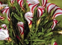 szczawik 01A948BM Oxalis versicolor SLOWA KLUCZOWE: