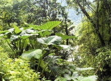 Alokazja amazońska (Alocasia amazonica) Alokazja amazońska (Alocasia amazonica)