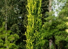 Wiąz holenderski 'Wredei' Ulmus hollandica 'Wredei' , Wiąz holenderski 'Wredei'